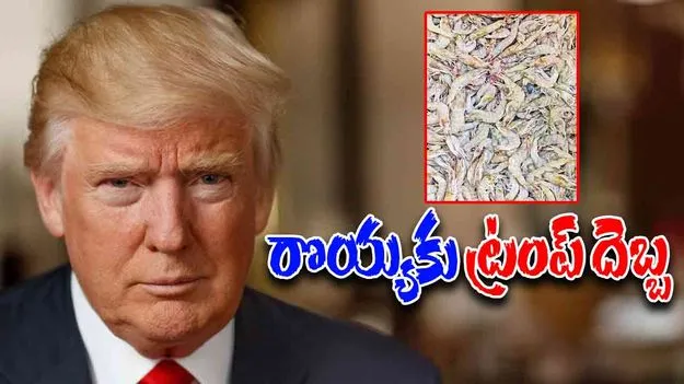 AP Fishing Industry: రొయ్యకు ట్రంప్‌ దెబ్బ 