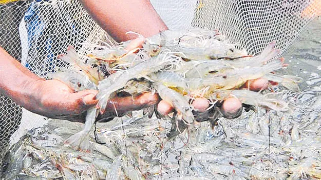 రొయ్యకు ట్రంప్‌ దెబ్బ