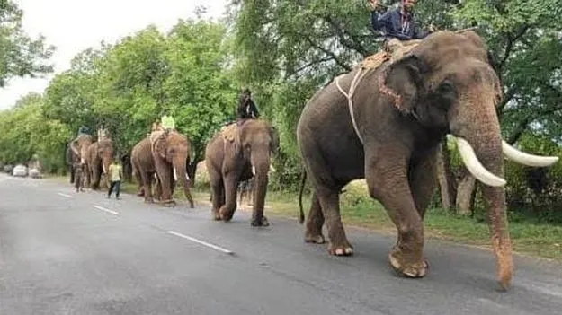 ఆరు కుంకీలతో ఆపరేషన్‌ 