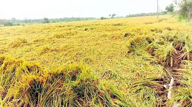 వరి రైతు వెన్ను విరిచిన వర్షం 