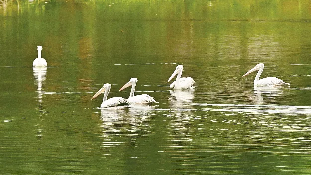 Siberian birds to Ayyakoneru అయ్యకోనేరుకు సైబీరియా పక్షులు 