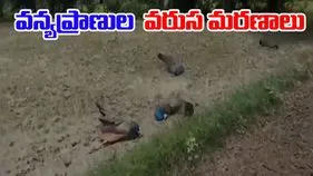 MM Hills Sanctuary: కలకలం రేపుతున్న వన్యప్రాణుల వరుస మరణాలు