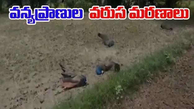 MM Hills Sanctuary: కలకలం రేపుతున్న వన్యప్రాణుల వరుస మరణాలు
