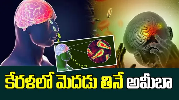 Brain Eating Amoeba : కేరళలో మెదడు తినే అమీబా, తొమ్మిదేళ్ల బాలిక మృతి, మరో ముగ్గురికి సోకిన వైనం