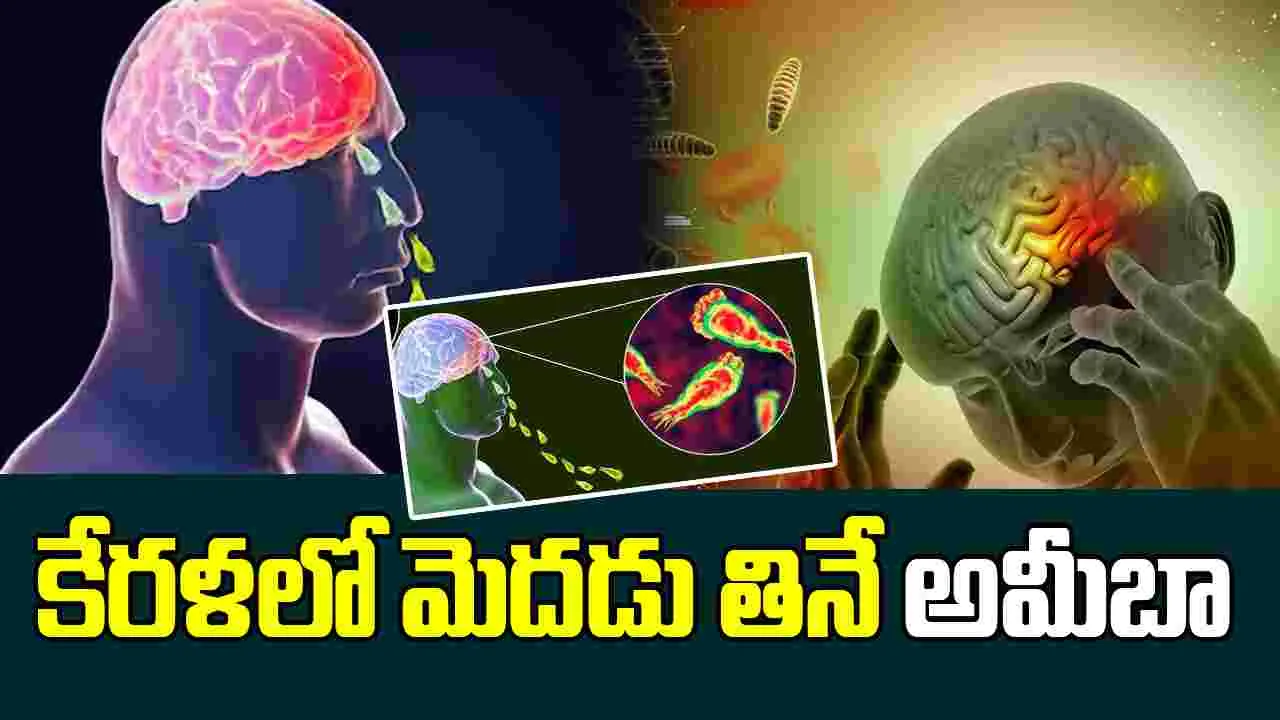  Brain Eating Amoeba : కేరళలో మెదడు తినే అమీబా, తొమ్మిదేళ్ల బాలిక మృతి, మరో ముగ్గురికి సోకిన వైనం