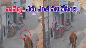 Bull attack Video: అయ్యో.. ఎంత ఘోరం.. వృద్ధుడిని గాల్లోకి విసిరేసిన ఎద్దు.. వీడియో వైరల్.. 