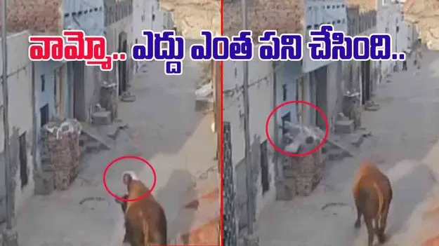 Bull attack Video: అయ్యో.. ఎంత ఘోరం.. వృద్ధుడిని గాల్లోకి విసిరేసిన ఎద్దు.. వీడియో వైరల్.. 