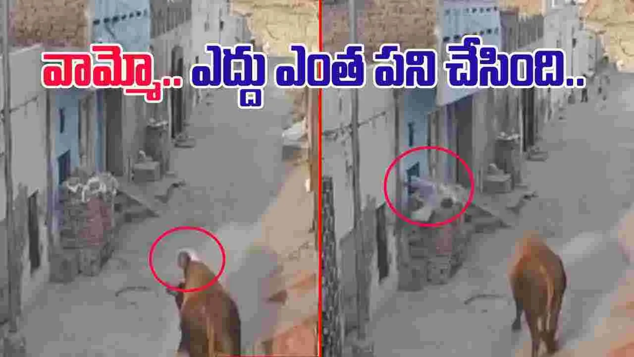Bull attack Video: అయ్యో.. ఎంత ఘోరం.. వృద్ధుడిని గాల్లోకి విసిరేసిన ఎద్దు.. వీడియో వైరల్.. 