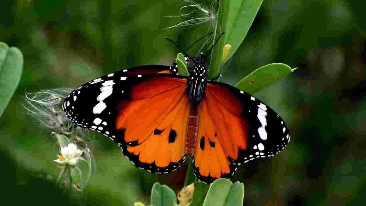 కడపలో కనువిందు చేస్తున్న రంగు రంగుల సీతాకోకచిలుకలు..