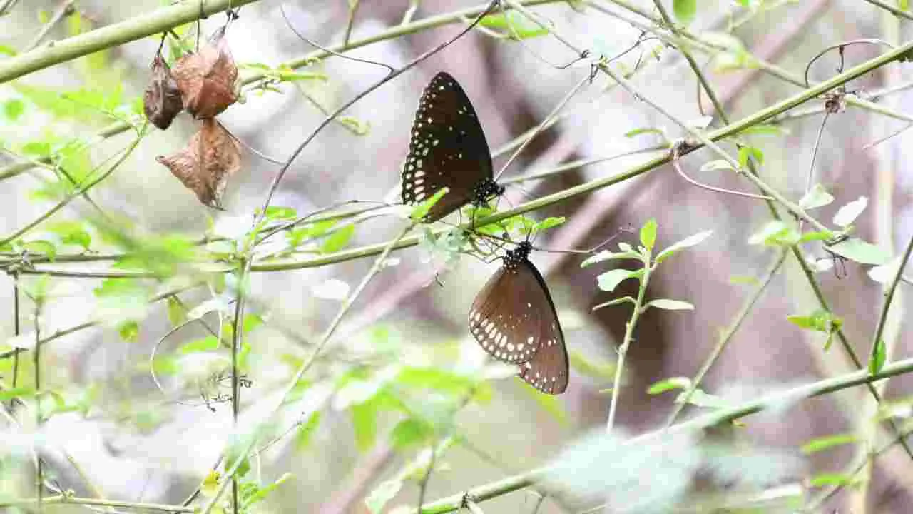 కడపలో కనువిందు చేస్తున్న రంగు రంగుల సీతాకోకచిలుకలు..