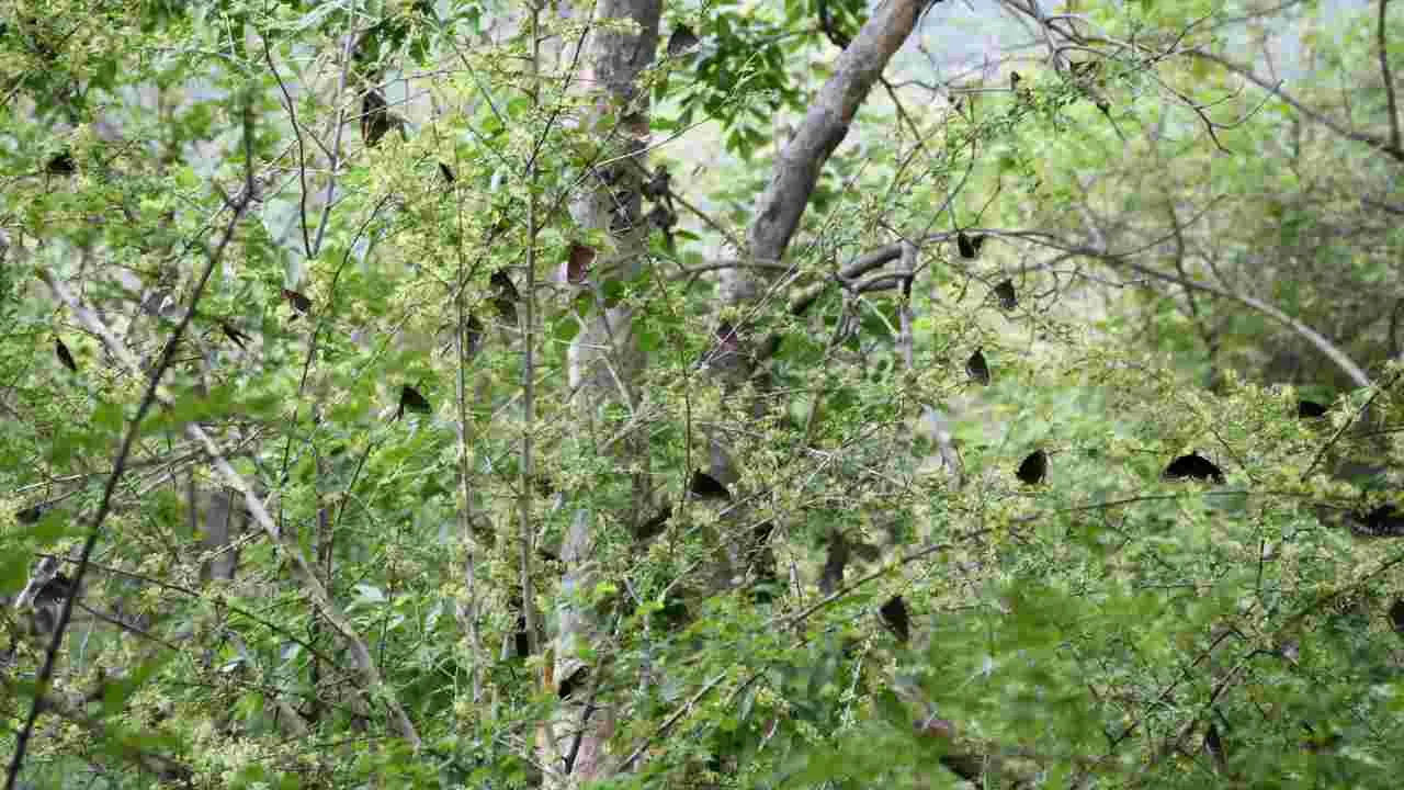 కడపలో కనువిందు చేస్తున్న రంగు రంగుల సీతాకోకచిలుకలు..