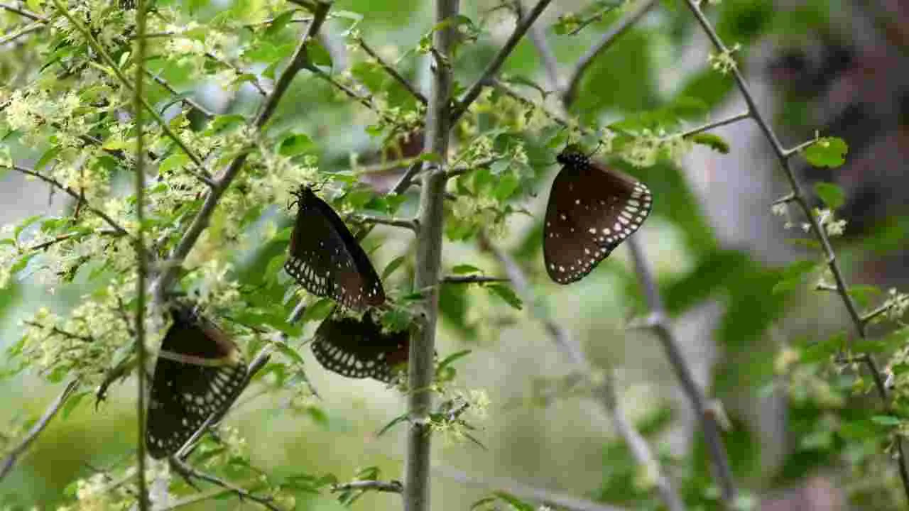 కడపలో కనువిందు చేస్తున్న రంగు రంగుల సీతాకోకచిలుకలు..