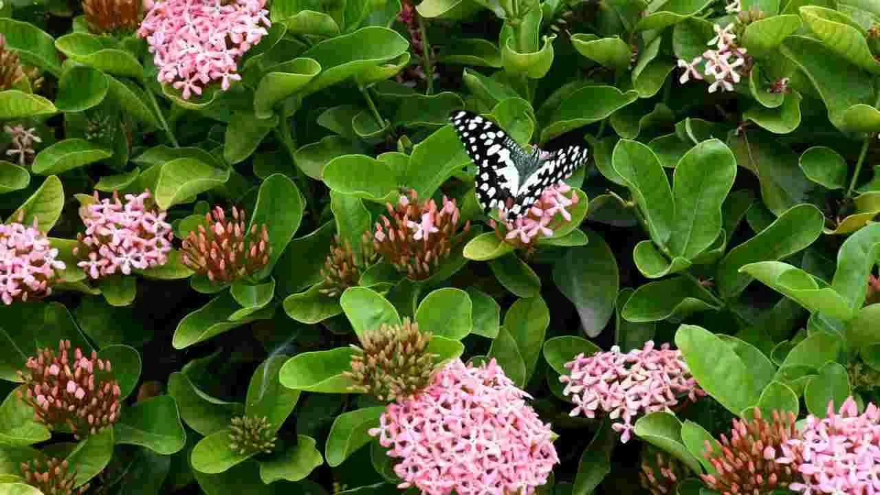 కడపలో కనువిందు చేస్తున్న రంగు రంగుల సీతాకోకచిలుకలు..