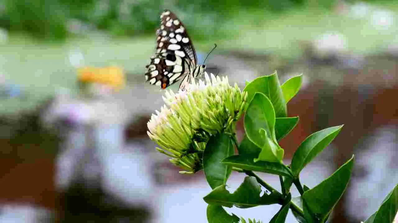 కడపలో కనువిందు చేస్తున్న రంగు రంగుల సీతాకోకచిలుకలు..