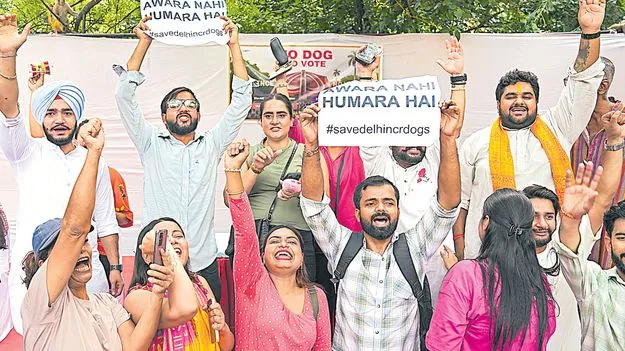 Dog Feeding Ban: స్టెరిలైజేషన్‌ తర్వాత కుక్కల్ని వదిలేయండి