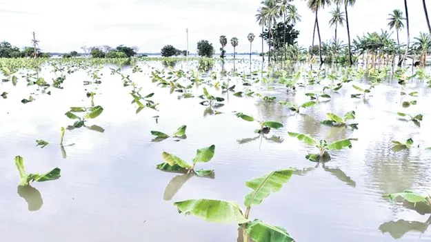 Heavy Rains Submerge: పొలం చెరువైంది