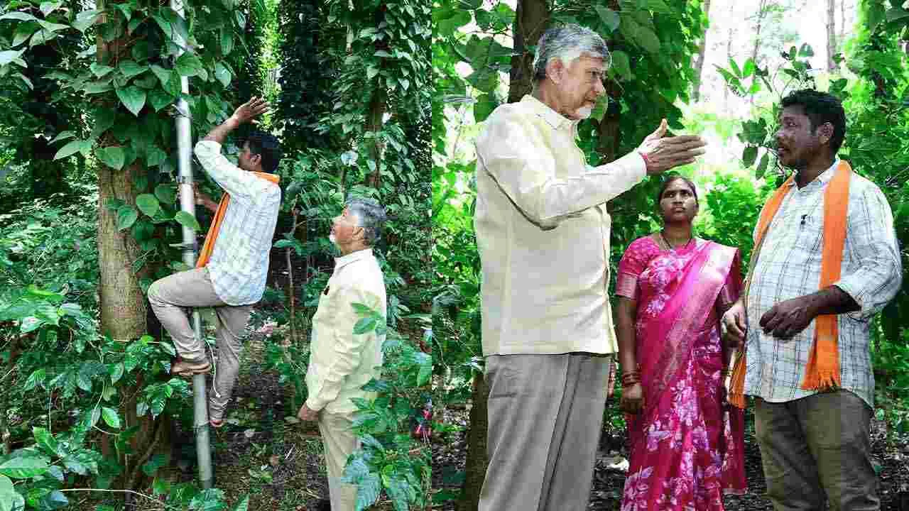 Tribal Day: ఏపీలో వైభవంగా ఆదివాసీ దినోత్సవం, అడవి బిడ్డలతో సీఎం చంద్రబాబు మమేకం