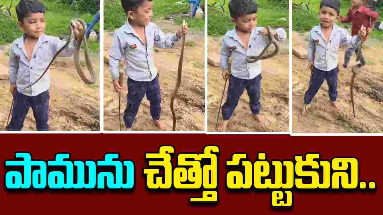 Brave Boy Catches Snake: పట్టుమని పదేళ్లు లేవు.. నాలుగు అడుగుల పామును చేత్తో పట్టి.. 