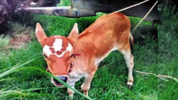 AP NEWS: చిత్తూరు జిల్లాలో అద్భుతం.. నుదుటిపై మూడు నామాలతో ఆవుదూడ జననం