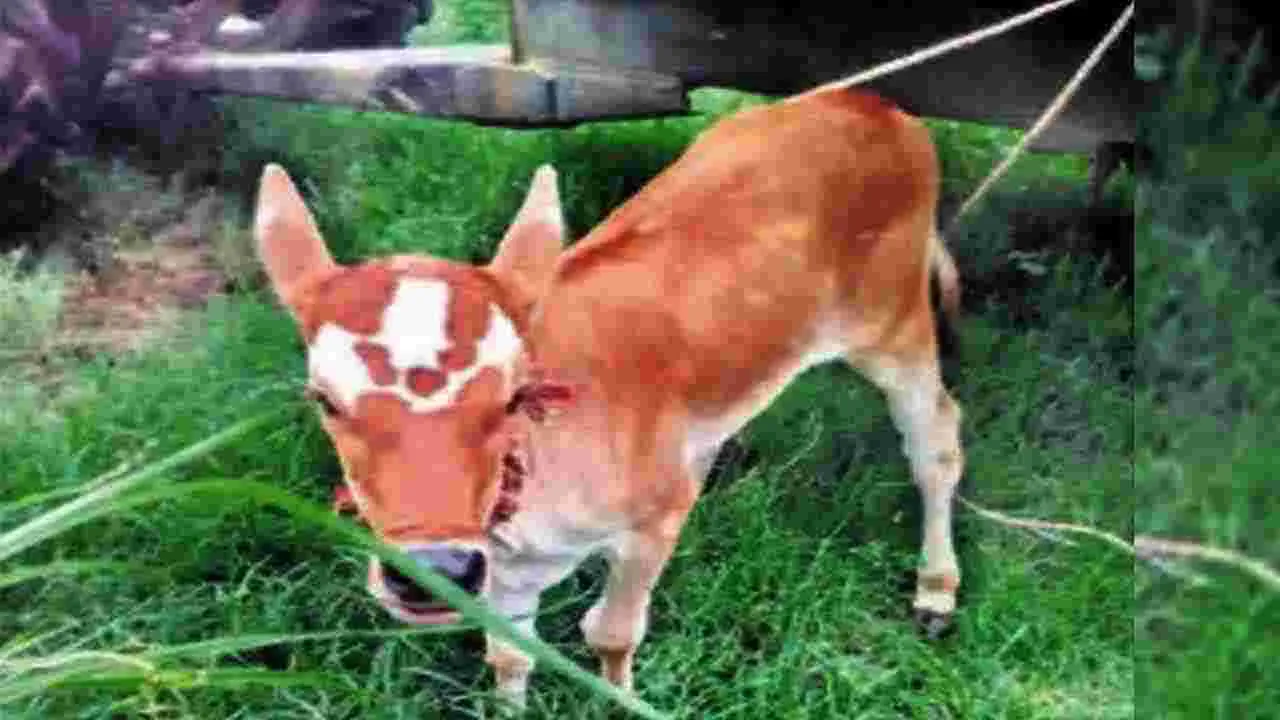 AP NEWS: చిత్తూరు జిల్లాలో అద్భుతం.. నుదుటిపై మూడు నామాలతో ఆవుదూడ జననం