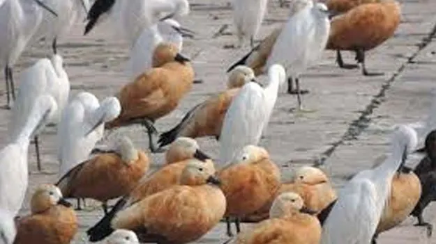 Wildlife Smuggling: విదేశీ పక్షుల అక్రమ రవాణా గుట్టురట్టు