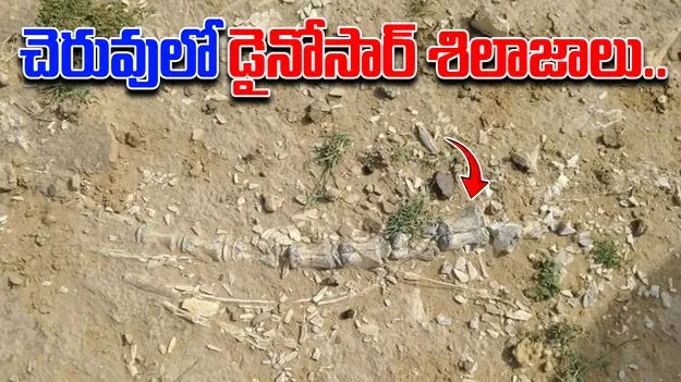 Dinosaur Era Fossils Uncovered : చెరువులో తవ్వుతుండగా కళ్లు జిగేల్.. బయటపడ్డ డైనోసార్ శిలాజాలు..