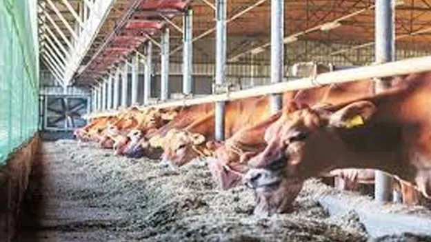 Animal Husbandry Department: వెటర్నరీ ఉద్యోగులకు అవార్డులు 