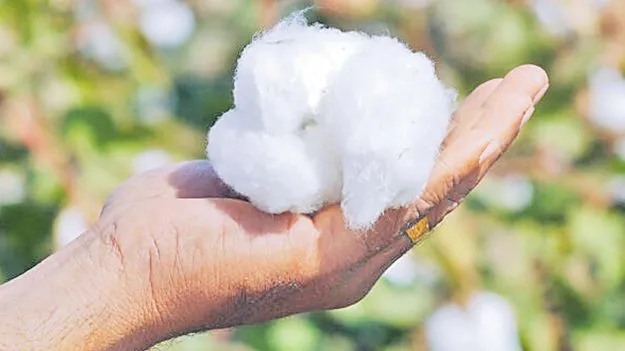 Cotton Import: పత్తి దిగుమతిపై సుంకం రద్దు