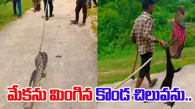 20 Ft Python: మేకను మింగిన కొండచిలువు.. గ్రామస్తులు ఏం చేశారంటే..