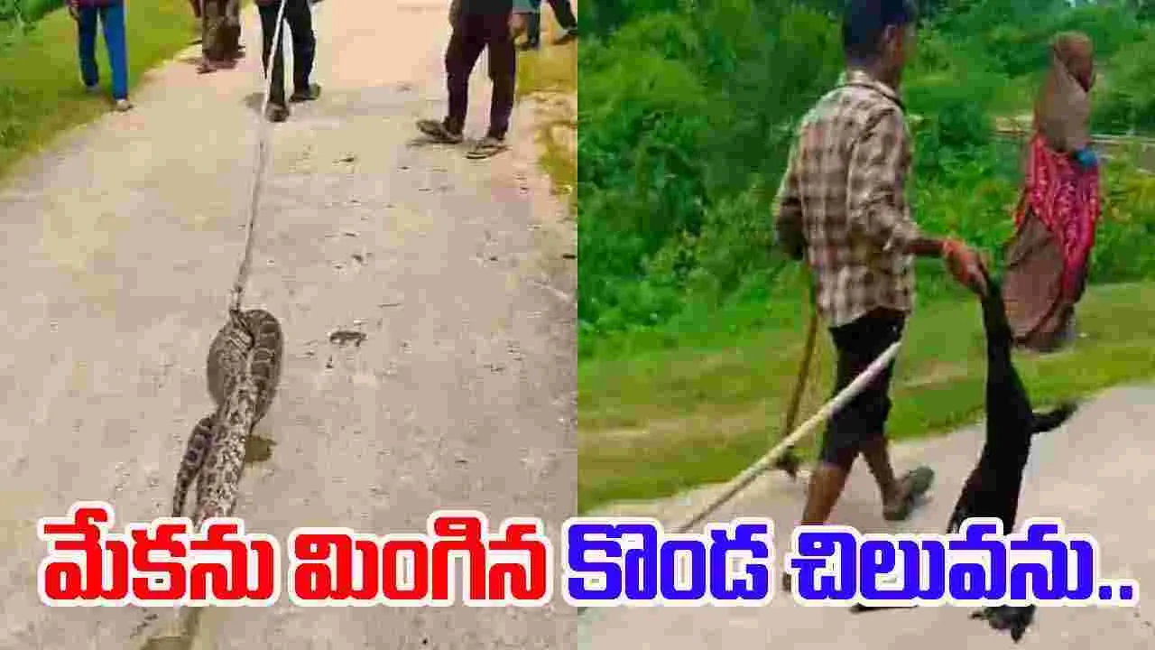 20 Ft Python: మేకను మింగిన కొండచిలువు.. గ్రామస్తులు ఏం చేశారంటే..