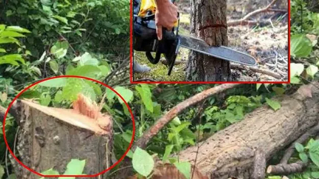 WALTA Act Violations: వాల్టా చట్టం అమల్లో విఫలం.. పర్యావరణానికి ప్రమాదమేనా?