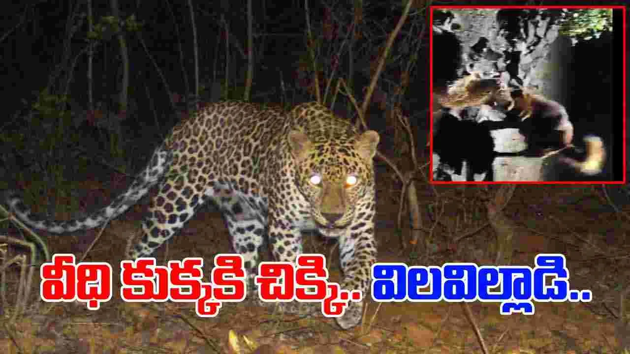Leopard vs Dog Viral Video: వామ్మో.. చిరుతపై దాడి చేసిన వీధి కుక్క.. చివరకు జరిగింది చూస్తే.. 