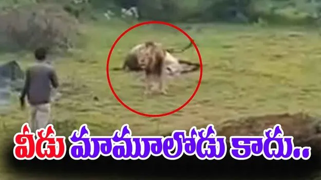 Recording Lion With Prey: వీడు మామూలోడు కాదు.. మృత్యువుకు హాయ్ చెప్పి వచ్చాడు..