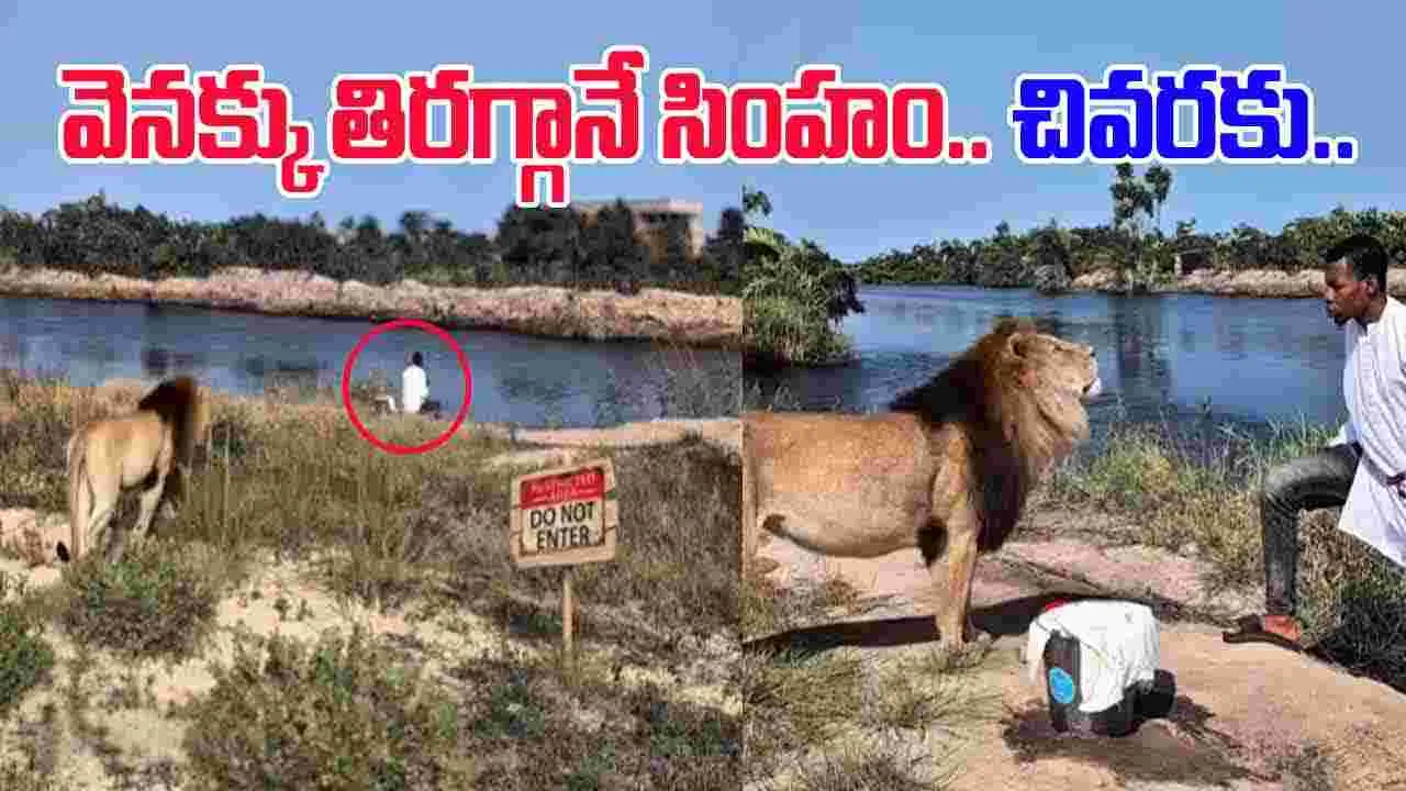 Lion Funny Video: చేపలు పడుతున్న వ్యక్తి.. వెనుకే వెళ్లిన సింహం.. చివరకు చూస్తే..