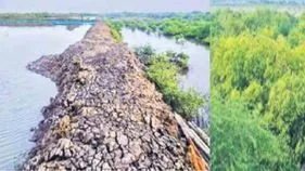 Mangrove Forests: వనామీ రొయ్యల పెంపకం పేరుతో పర్యావరణ విధ్వంసం