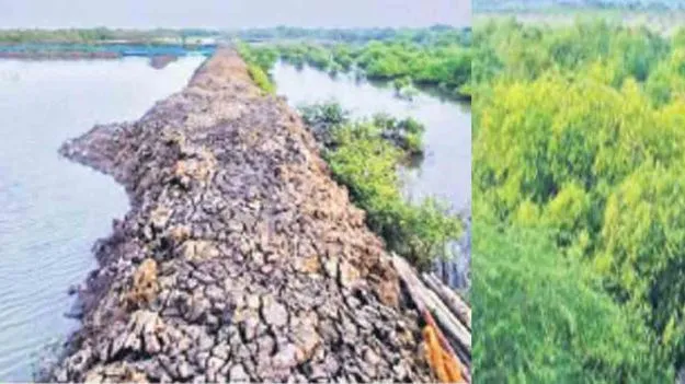 Mangrove Forests: వనామీ రొయ్యల పెంపకం పేరుతో పర్యావరణ విధ్వంసం