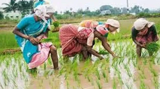 Only Farmers Must Submit: రైతు బీమాకు స్వీయ ధ్రువీకరణ