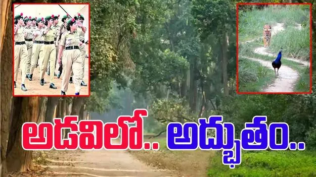 National Animal And Bird: స్వాతంత్య్ర దినోత్సవం రోజున పులి, నెమలి కవాతు.. వీడియో వైరల్.. 
