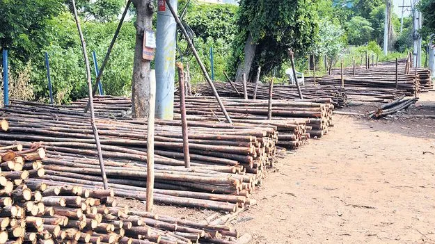 దర్జాగా గ్రీన్‌బెల్డ్‌ కబ్జా