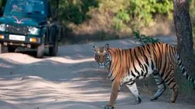 Ranthambore Incident: దేవుడా.. పులులున్న అడవిలో పర్యాటకులను వదిలి పారిపోయిన గైడ్