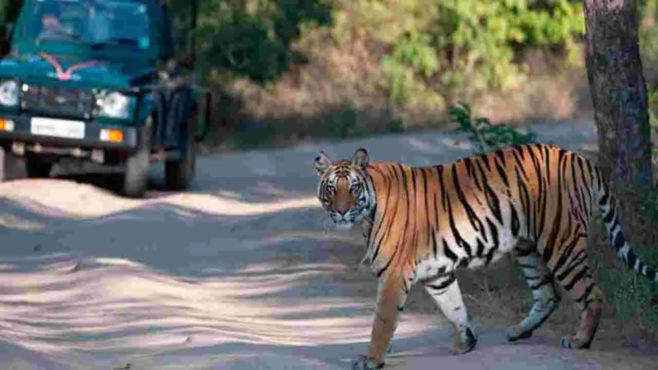 Ranthambore Incident: దేవుడా.. పులులున్న అడవిలో పర్యాటకులను వదిలి పారిపోయిన గైడ్