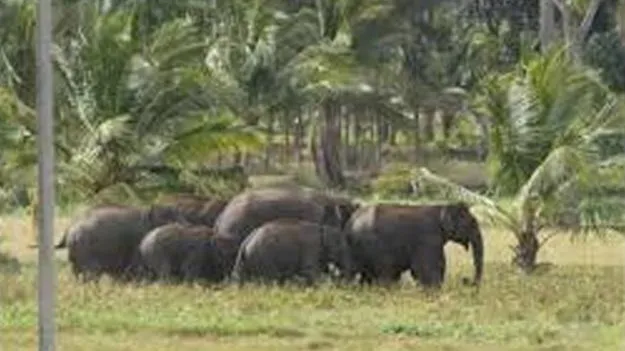 Operation Kunki Success: కుంకీ ఆపరేషన్‌ సక్సెస్‌