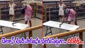 Snake Viral Video: బెలూన్‌ ఊది పామును రెచ్చగొట్టాడు.. చివరకు జరిగింది చూసి ఖంగుతిన్నాడు.. 