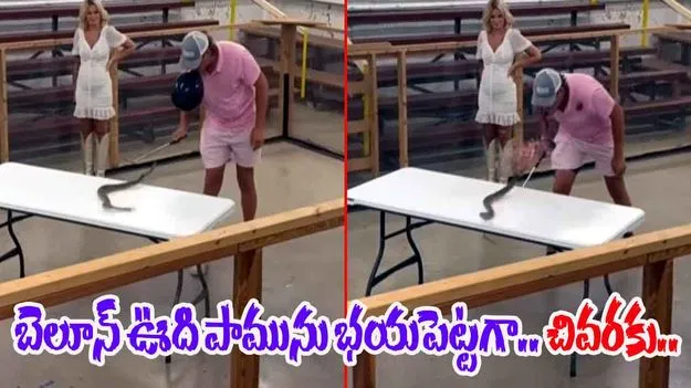 Snake Viral Video: బెలూన్‌ ఊది పామును రెచ్చగొట్టాడు.. చివరకు జరిగింది చూసి ఖంగుతిన్నాడు.. 