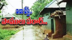Keep Snakes Away Tips: ఇళ్లల్లోకి పాములు రాకుండా ఉండాలంటే.. సింపుల్‌గా ఇలా చేయండి చాలు.. 