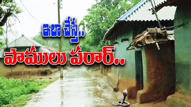 Keep Snakes Away Tips: ఇళ్లల్లోకి పాములు రాకుండా ఉండాలంటే.. సింపుల్‌గా ఇలా చేయండి చాలు.. 