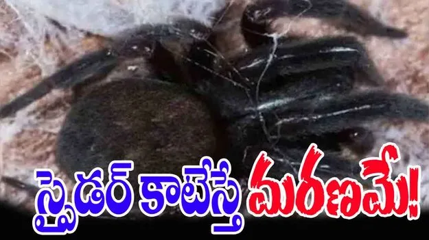 Spider Bite: కుట్టిన సాలీడు.. బాలిక మృతి