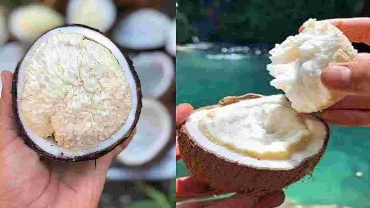 Health Tips: మొలకెత్తిన కొబ్బరి తినడం వల్ల ఏమవుతుందో తెలుసా.. 