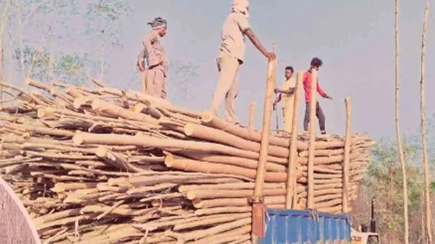 Subabul Cultivation: సుబాబుల్ కర్రకు రికార్డు ధర.. టన్ను రూ.8వేలకు చేరువ