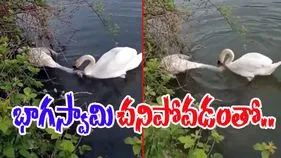 Swan Heart Touching Video: నిర్జీవంగా పడి ఉన్న భాగస్వామి.. గమనించిన హంస చివరకు ఏం చేసిందో చూస్తే.. 